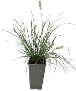 dfae77126bfc98a663c8e5ab93c5d3f1