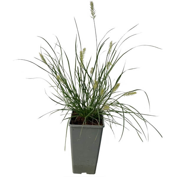 dfae77126bfc98a663c8e5ab93c5d3f1