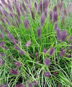 f02bc7bb90fa92c84d53f96d0754ee36