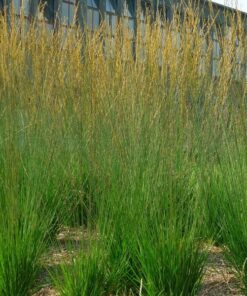 Trzęślica Modra 'Heidebraut' P9/C1