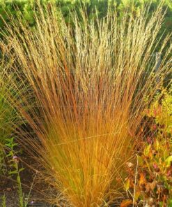 Alternative view of Trzęślica Modra 'Heidebraut' poj, 2L