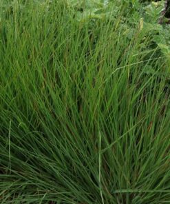 Trzęślica Modra 'Moorhexe' poj, 2L