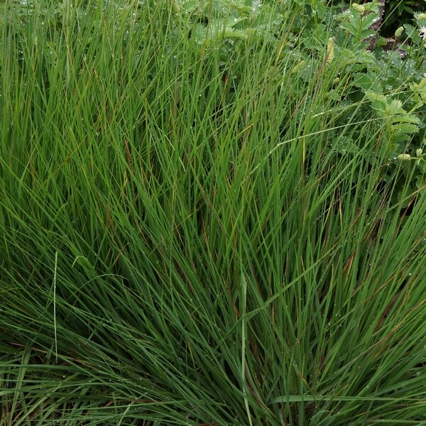 Trzęślica Modra 'Moorhexe' poj, 2L