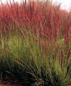 Alternative view of Trzęślica Modra 'Moorhexe' poj, 2L
