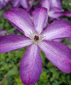 Clematis Venosa Violacea poj, 4 L