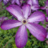 Clematis Venosa Violacea poj, p9/C1