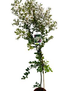 e9a9ecef3cdab179b29838acc6691d58