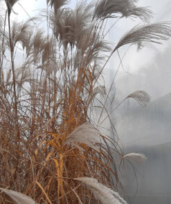 dea09565cc46c28507f2092a76d92d4c