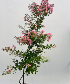 22d81e4c9526b19abca40ca4a2c8c0e4