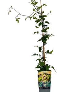 f8e28f47b36dfe89b1eda47571be2268