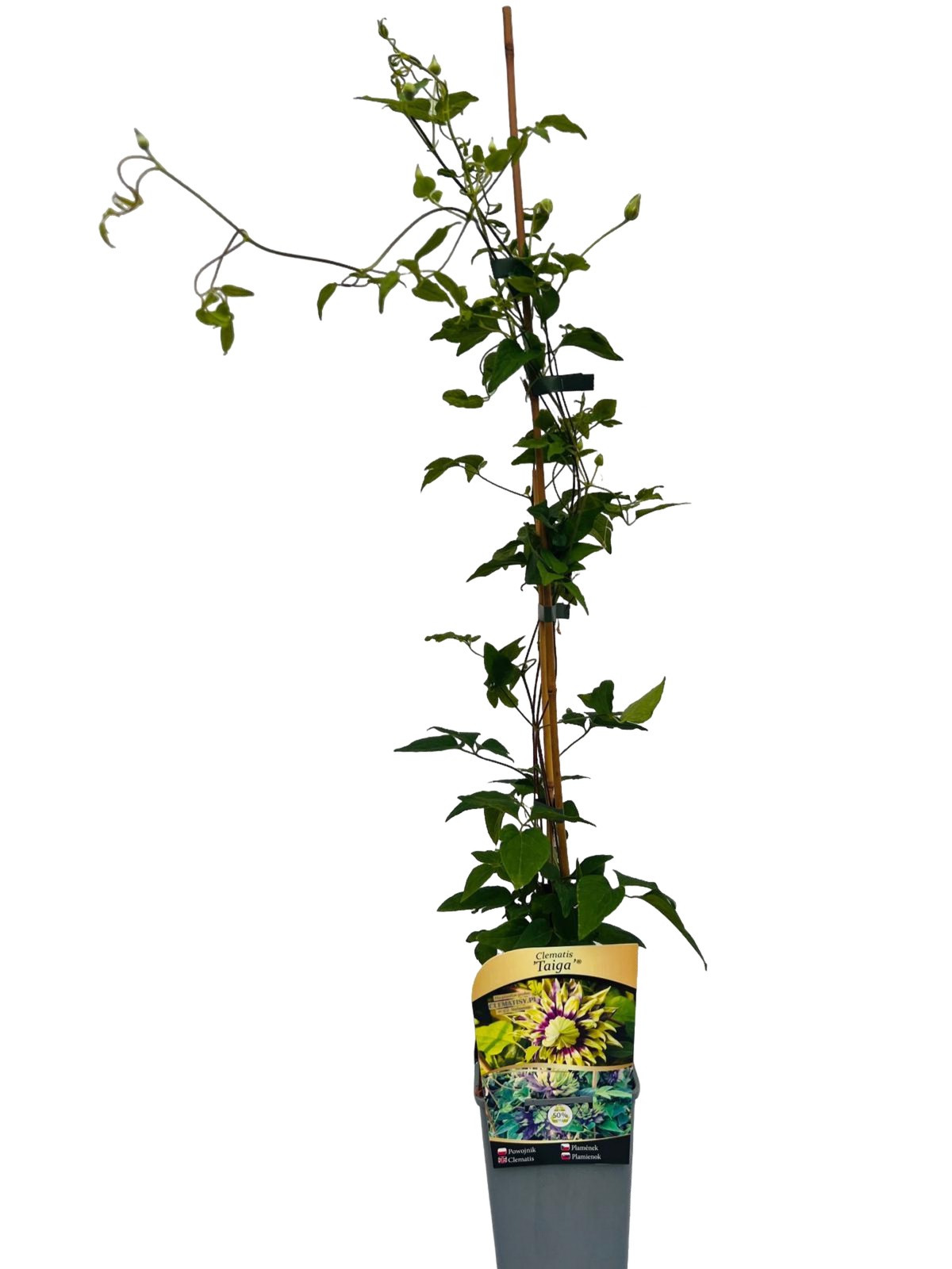 f8e28f47b36dfe89b1eda47571be2268