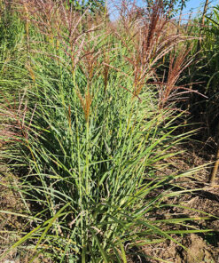 8d1363b187bb711729a4621ca2aaff76