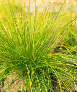 842b9ff0db25ccf2ae7bd6a35cd2c4e4