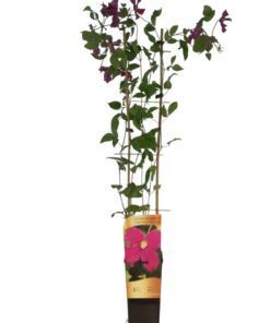 1bb542336adc00e4bbd578f17d1ce8ce