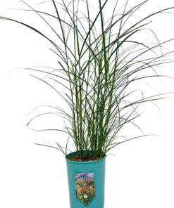 1064c5a8a8ab442ade33c1c06beea4b5