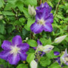 Clematis Stefan Franczak poj, 4 L