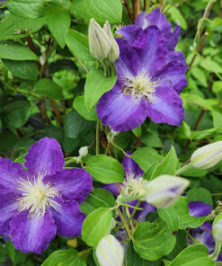 Clematis Stefan Franczak poj, 4 L