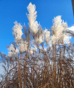 7b699e1b104784b519902a4276d9e4ec