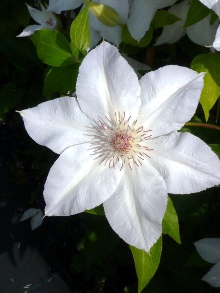 2424607eafafb2fd65f45cf82a494032