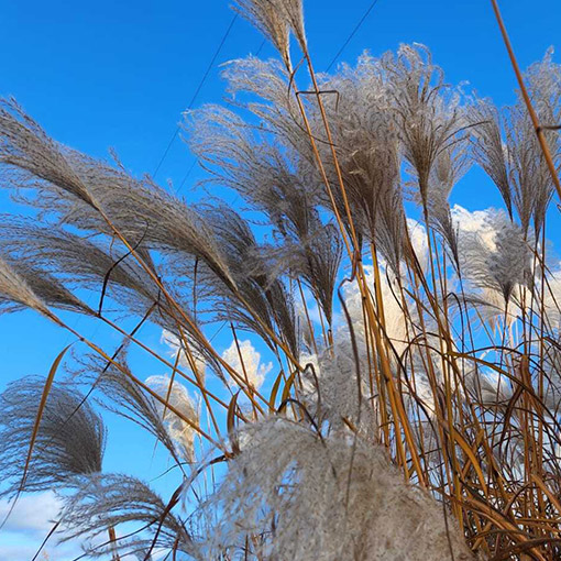 efe87e4cdfde68c6a55a83272f75cead