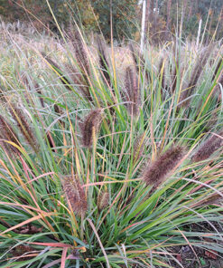 00e99921d0642d6404a7cb77b1c11d5c