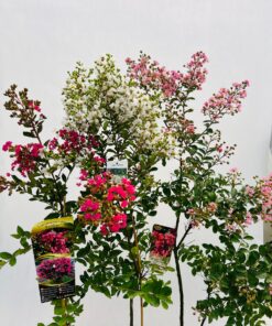 31aa4489690e7306fb31dc631606b64c