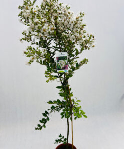 0363cf4532855a51a89987ebd2da13d3