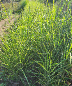 9c5d24a145c5e8ad357450f9484806a2