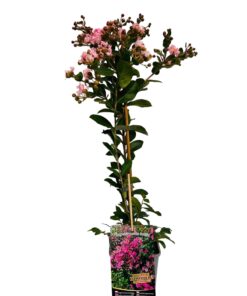 8b217b9bea761884290b341077b6f5f9