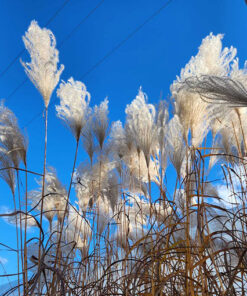 33c96a4d567b168c5f549dd1aee47e15