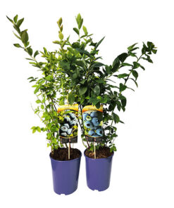 Alternative view of Borówka Amerykańska Bluejay poj. 4 L