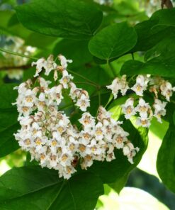 Alternative view of Katalpa poj, 2L