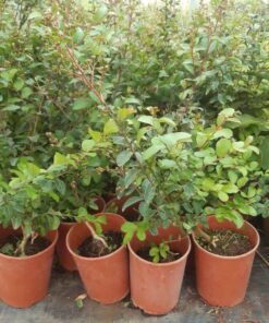 5167eac97bec067eb419bd341bc8df99