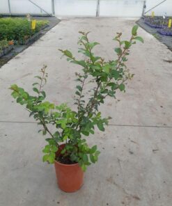 939e4ff36ad7bfd6bbc1fbeb1037fc1b