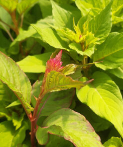 32b9b02a2ceff2494457b32022fb2247