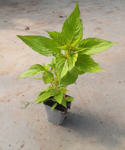 000a4077ad868586654e7d6f8efe2423