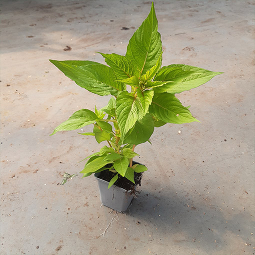 000a4077ad868586654e7d6f8efe2423