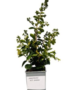 155fea415038fbd1217ebc85630ce301