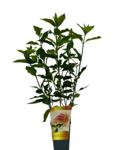 8cf2d8870c2a99e88d9a70786ffd0e6f