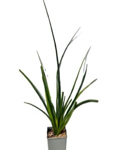 176e2303c367b3165cebf3c592fad82c