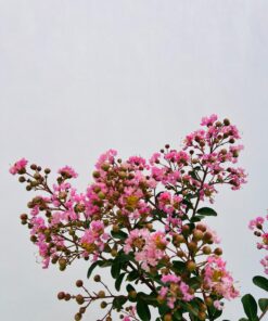 7321c2a46766acdcde505d27a8acc625