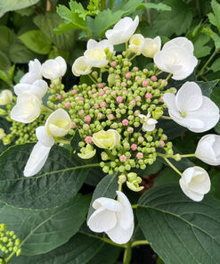 51f6b3061df5127fe2609fb518ff0d87