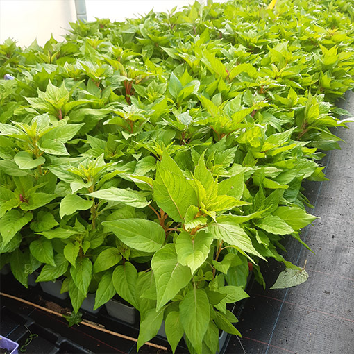 d8ed6a97206f8a057736e7bde56f4747