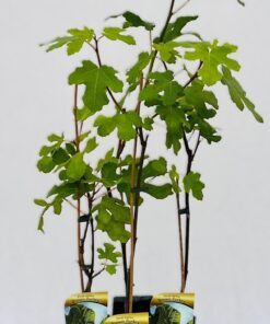 fd1b62e0b02ead1d7ad0ac4b724dbbd1