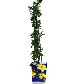 0e997411b1e010932c94b28a993a9642