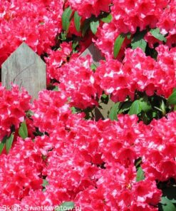 a497a1de25a479c3f5910063a99fd15b