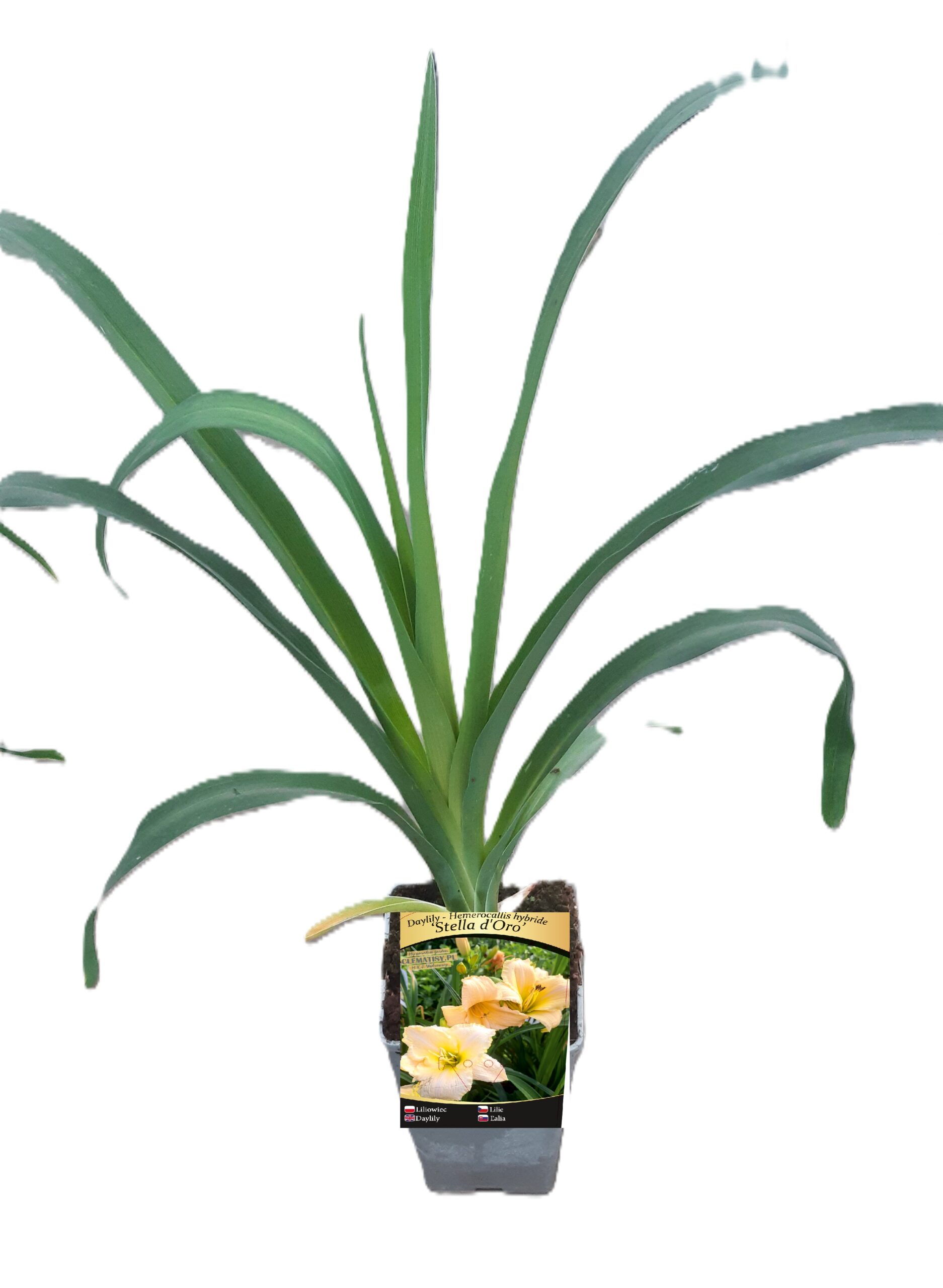 58f5c1b89b0c97a144857452e73b3547