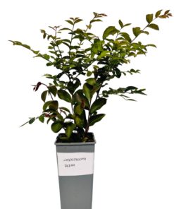 3870edf1ccaf2c8e7dc5b9fda3e9e092