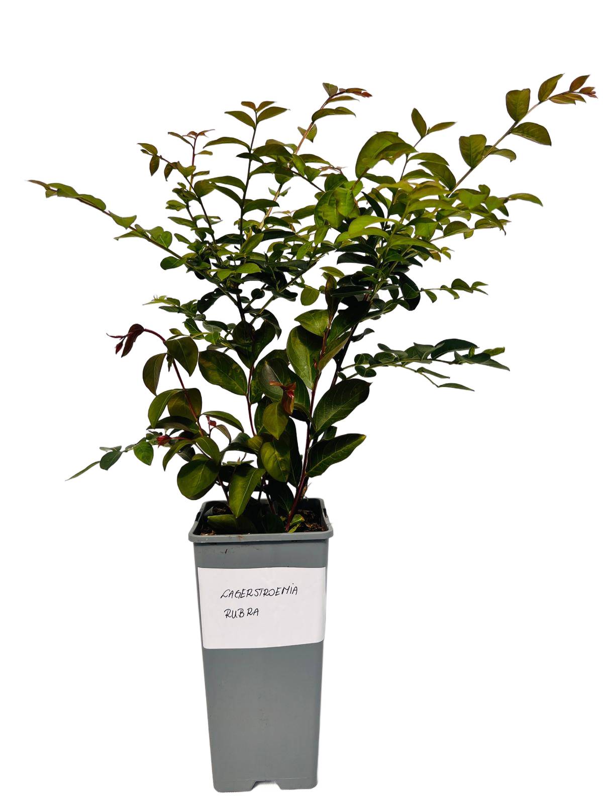 3870edf1ccaf2c8e7dc5b9fda3e9e092