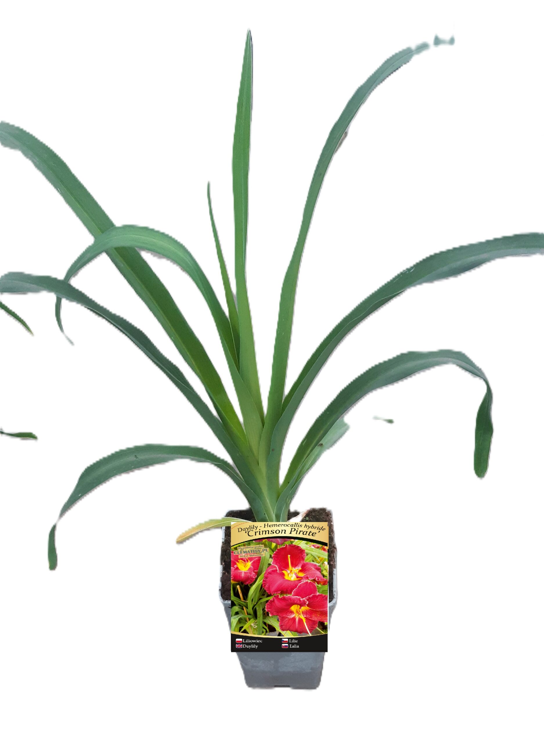 d66570dbf5ee0525f16f5a6feee63887